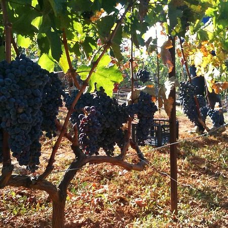Vineyard Country House With Panoramic Seaview Alexandroúpoli Extérieur photo