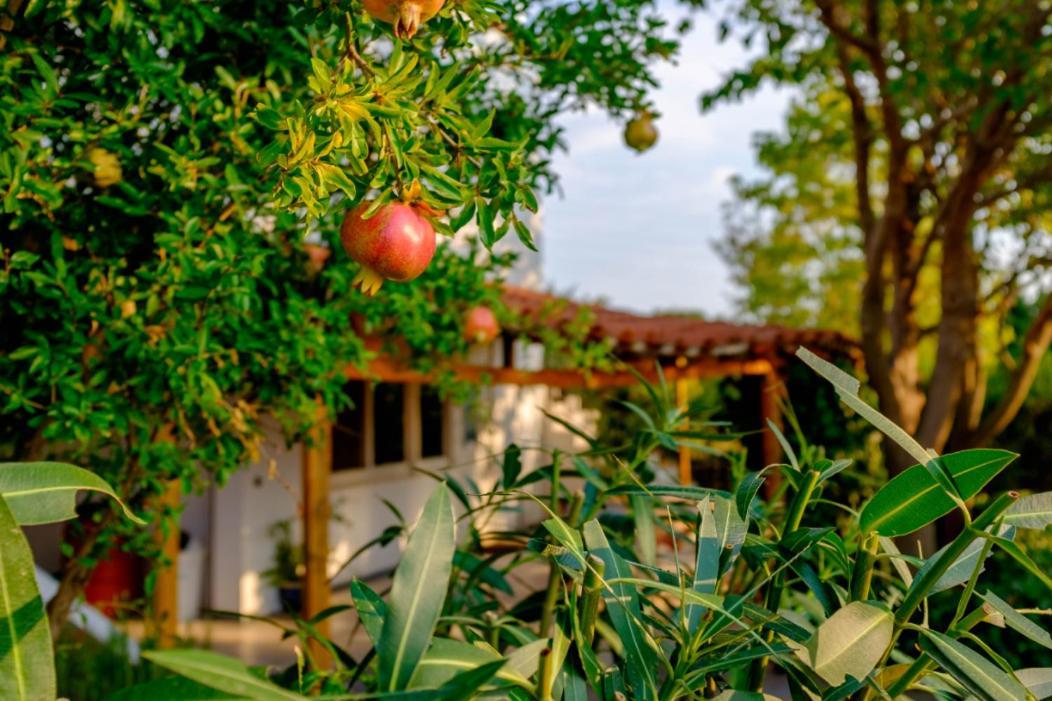 Vineyard Country House With Panoramic Seaview Alexandroúpoli Extérieur photo